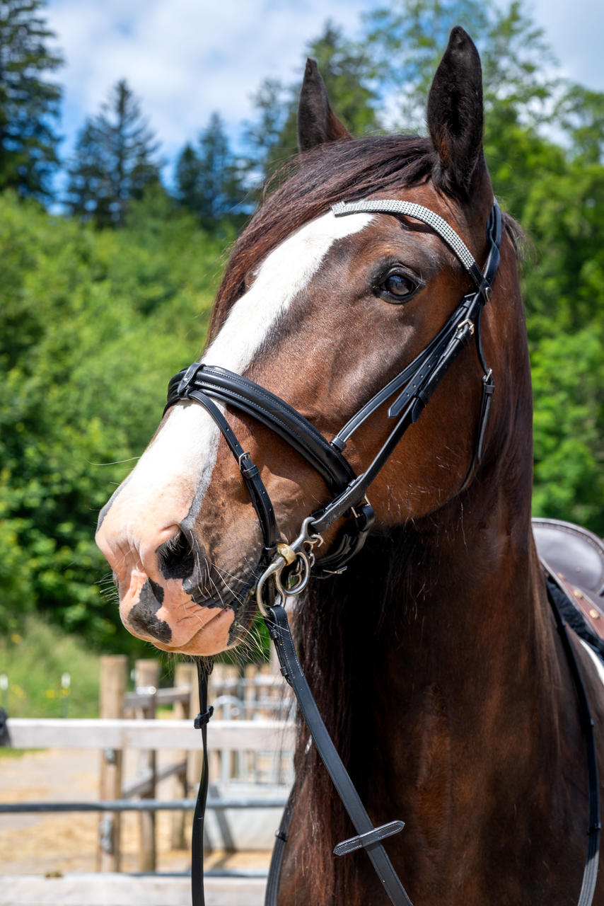 QHP Bridon cheval de trait Elegance