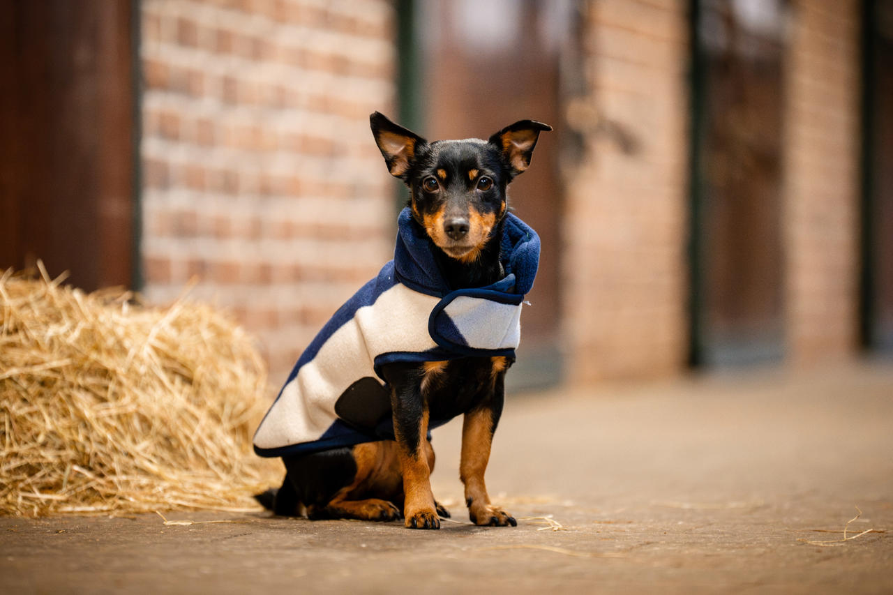 Horseware Polaire Signature Dog