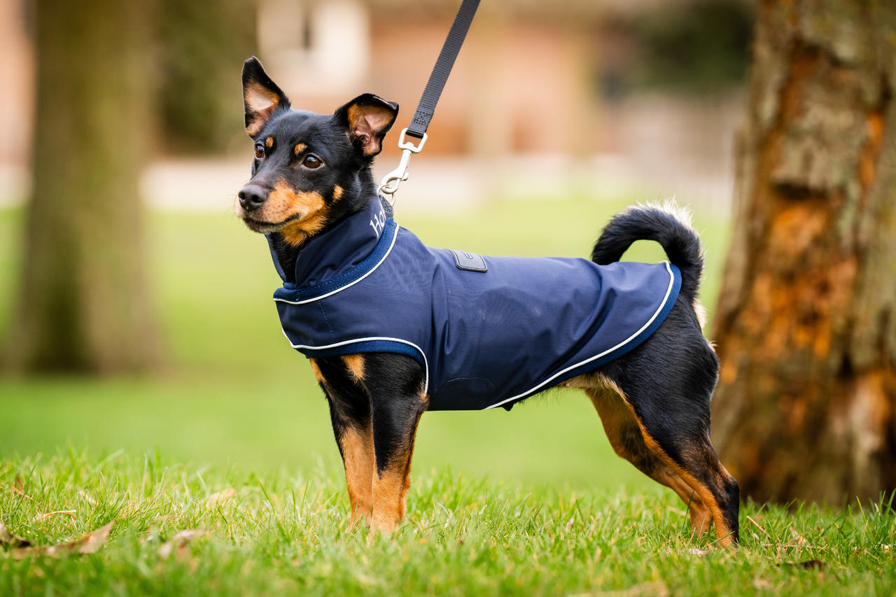 Horseware Manteau imperméable Signature pour chien