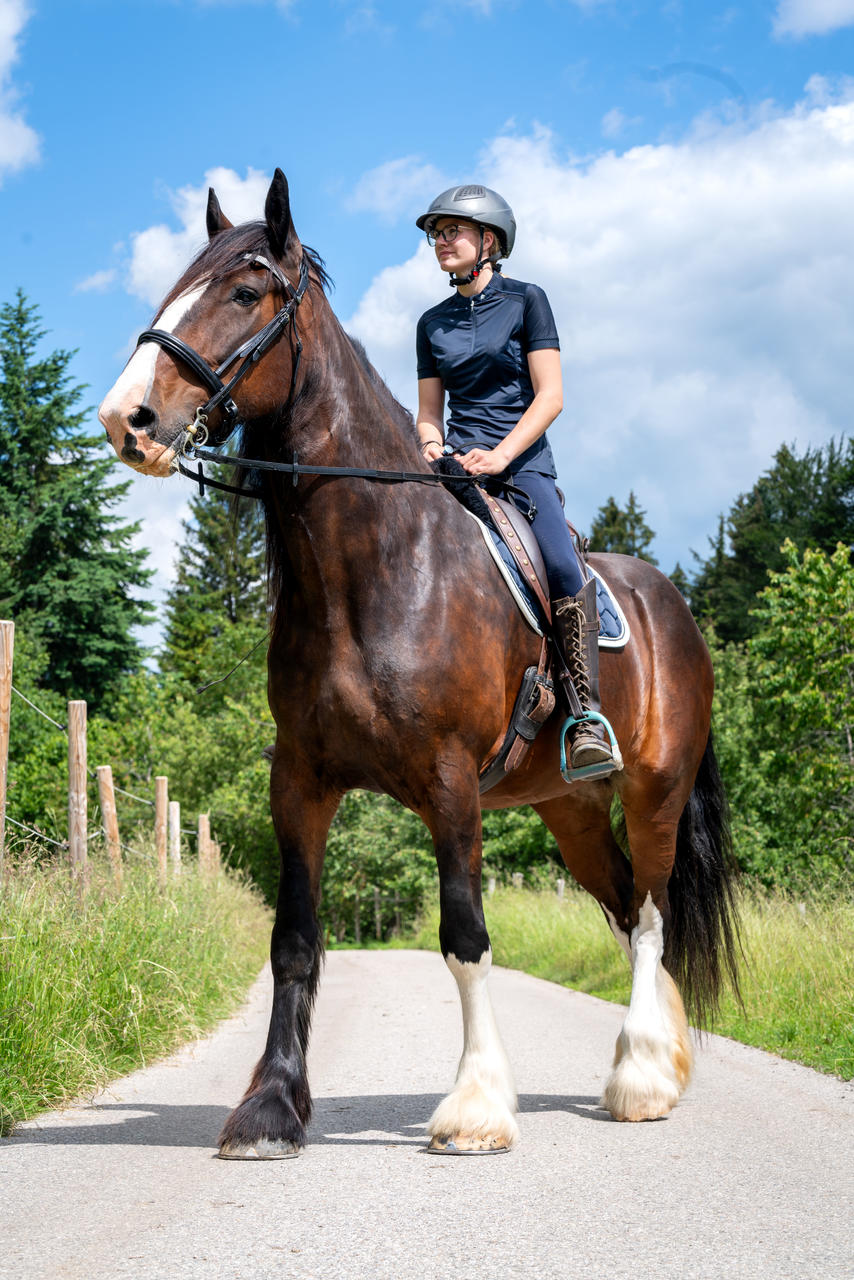 QHP Bridon cheval de trait Elegance