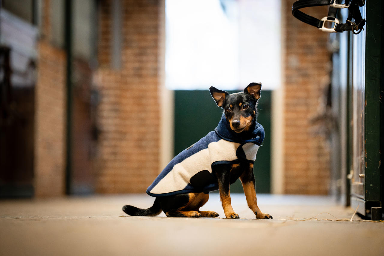 Horseware Polaire Signature Dog