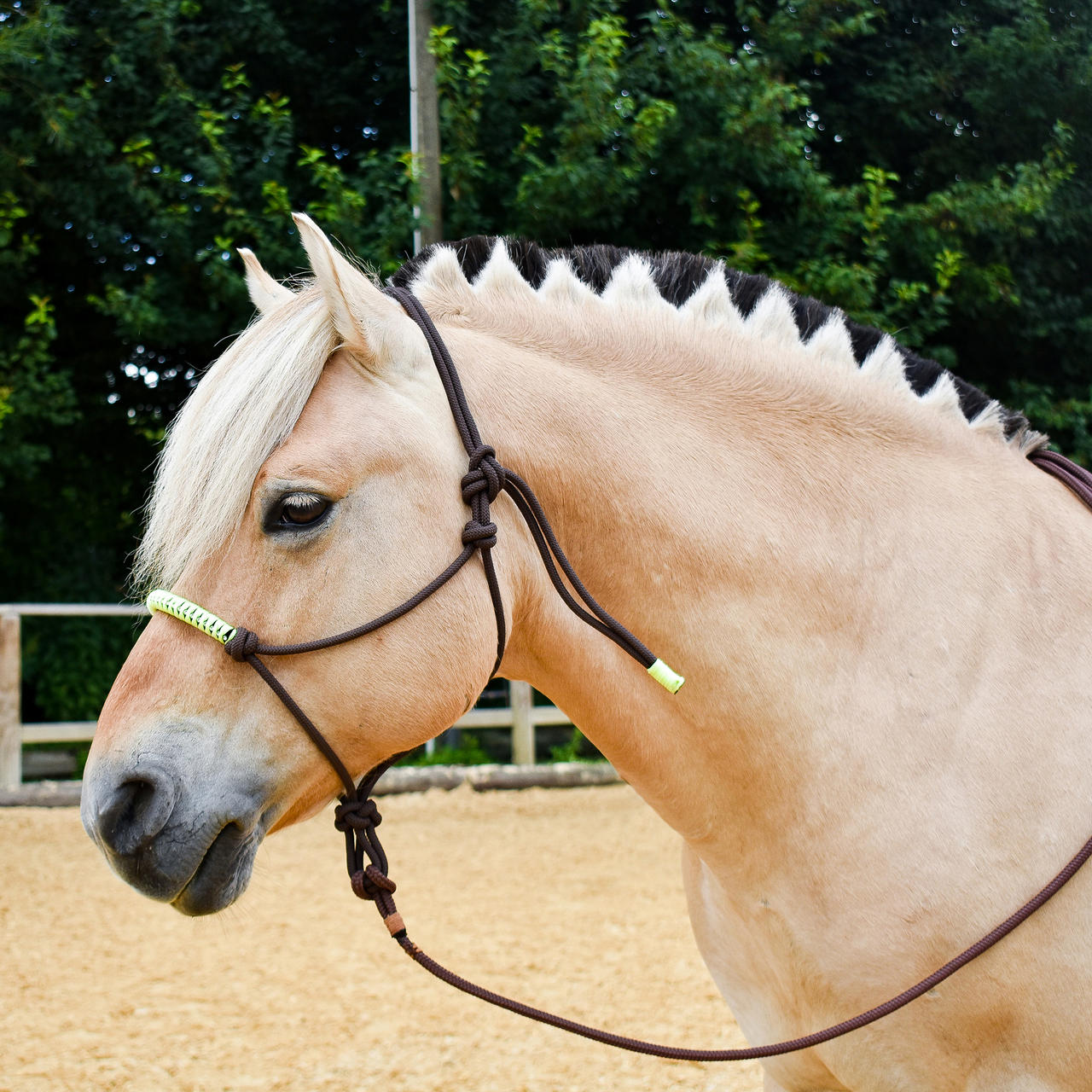 Licol à nœuds avec strass