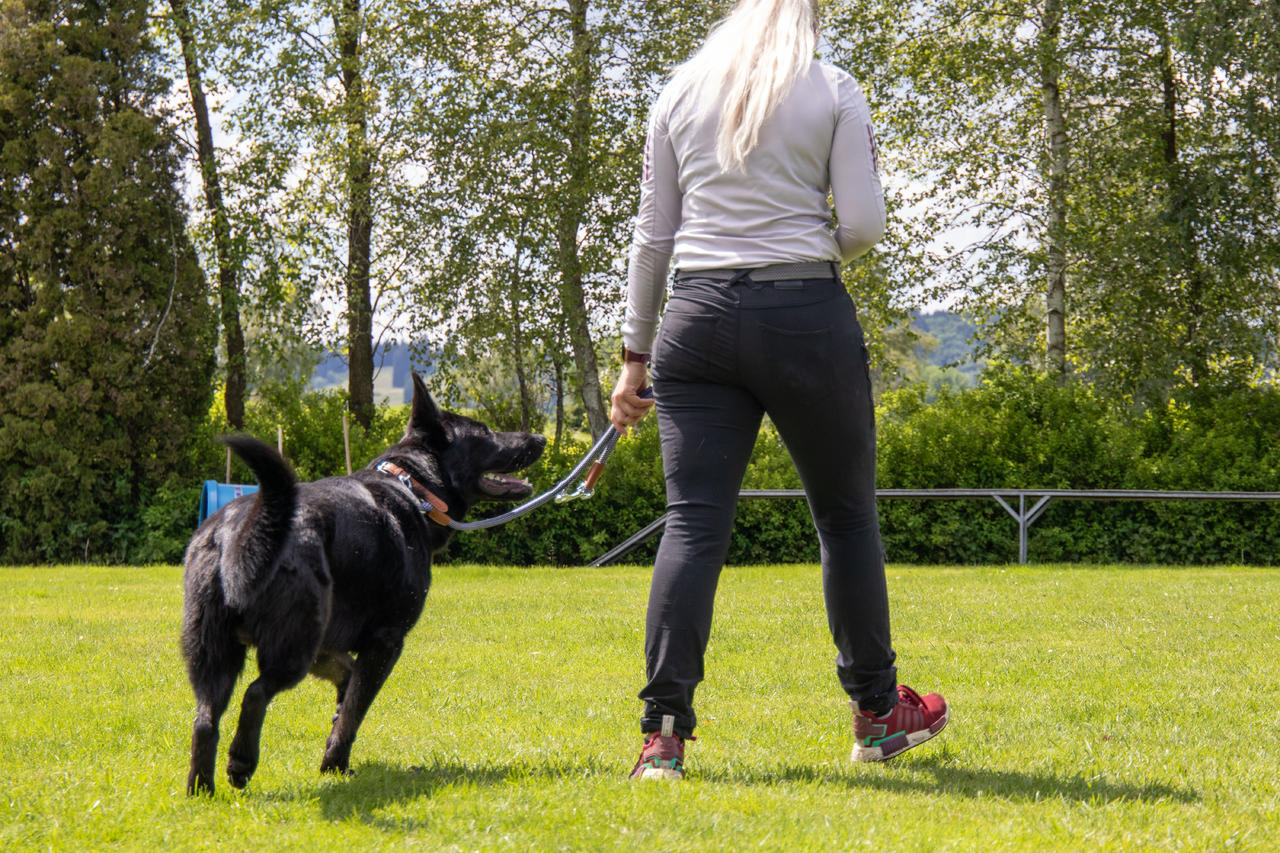 Kerbl Collier pour chiens Phoenix