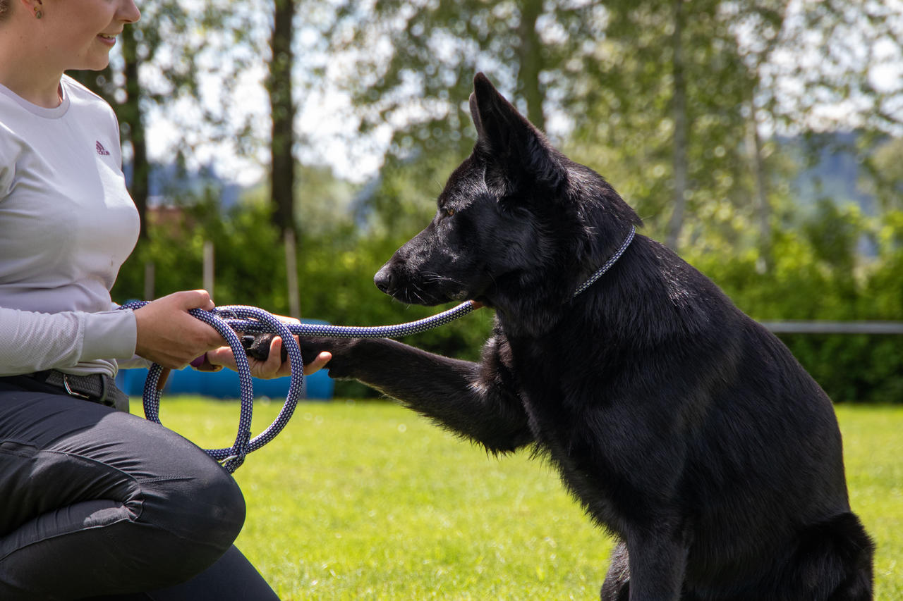 Kerbl Collier pour chiens Phoenix