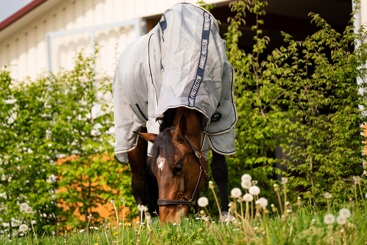 Horseware Chemise Rambo Protector Plus