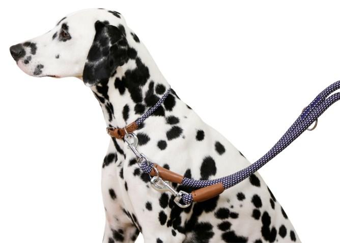 Kerbl Collier pour chiens Phoenix