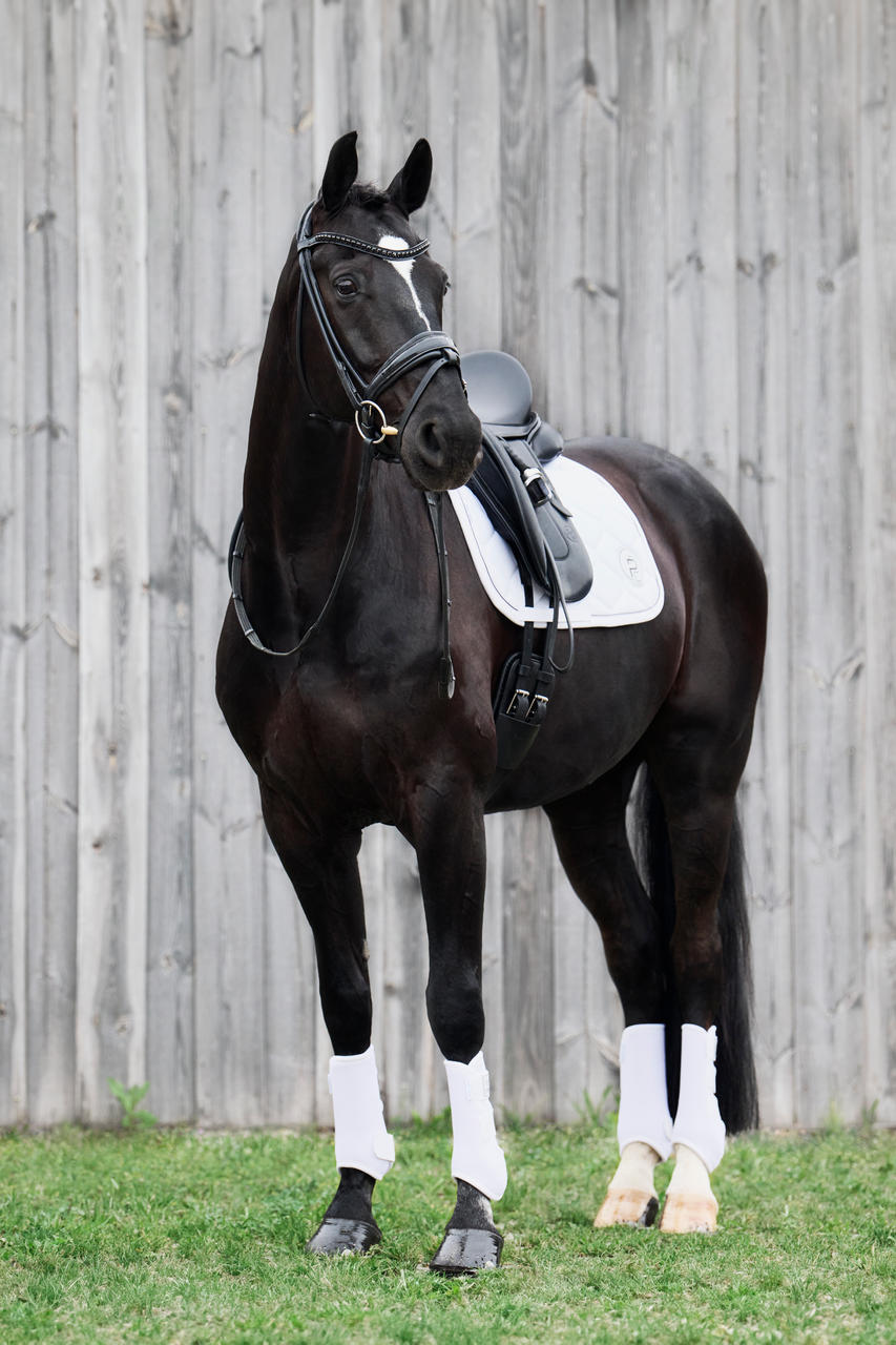 Eskadron Guêtres PRO DRESSAGE HIND