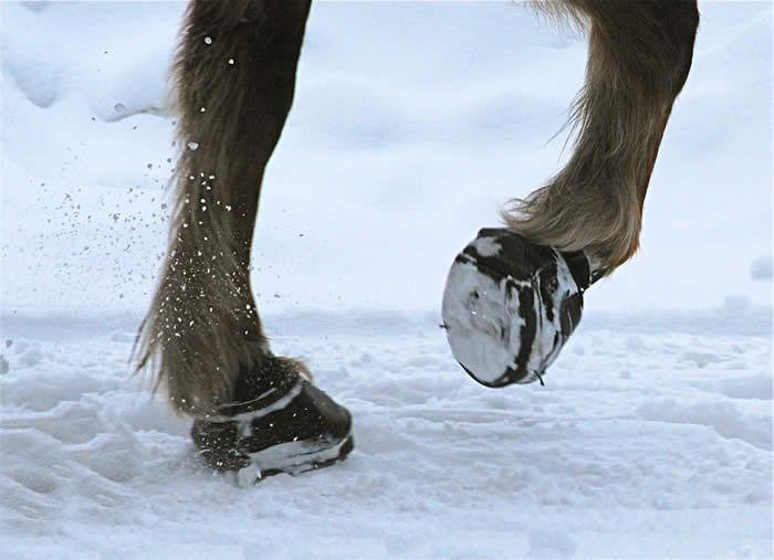 F.R.A. Hipposandale Cavallo modèle simple