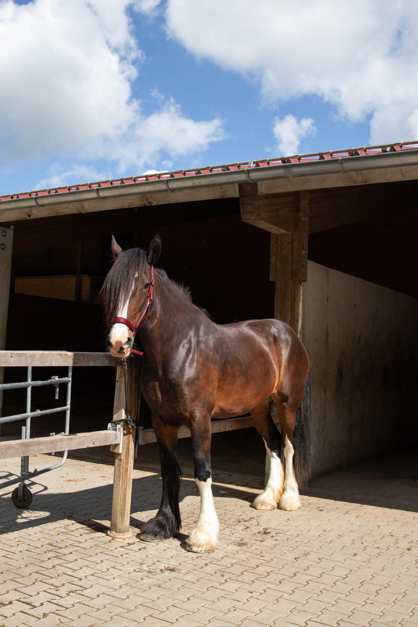 QHP Licol Deluxe cheval de trait