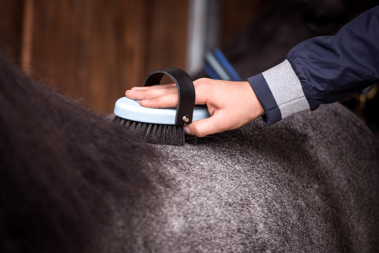 Leistner Brosse à panser "Feenstaubbürste" (à poussière de fée) – pour enfants